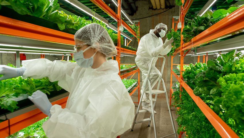 COLTIVARE SENZA TERRENO: IL VERTICAL FARMING