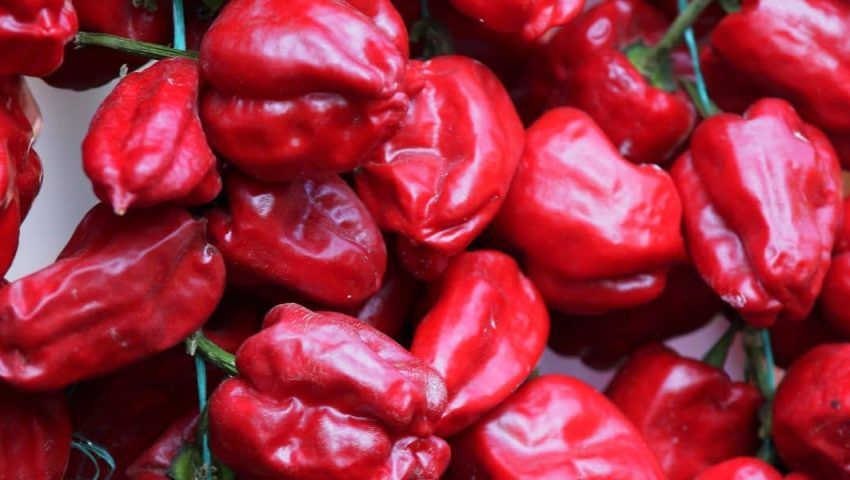 L’acquisto di prodotti agroalimentari è sempre più tech: +di 1 italiano su 3 compra dal produttore