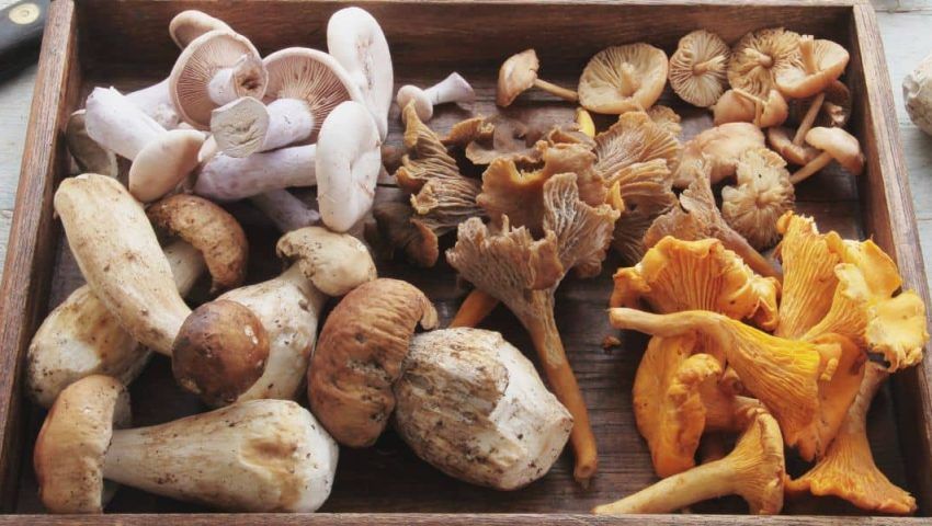 Perché Gustus È l’Evento Imperdibile per i Professionisti dell’Agroalimentare del Centro-Sud Italia