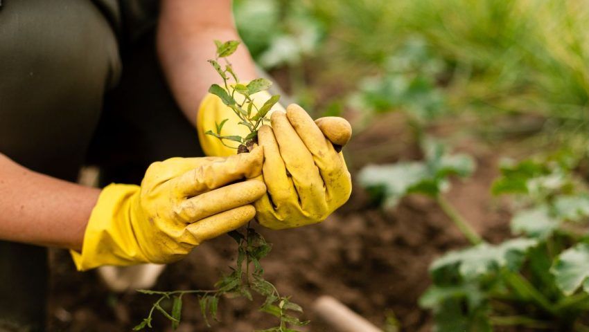 Mani di lavoratori agricoli