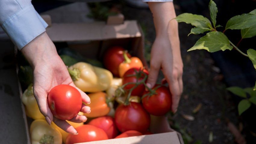 Settore ortofrutticolo come cibo locale
